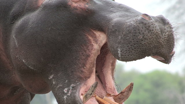Bull hippo with mouth open in aggressive stance