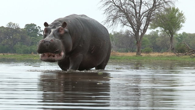 Bull hippo with mouth open in aggressive stance