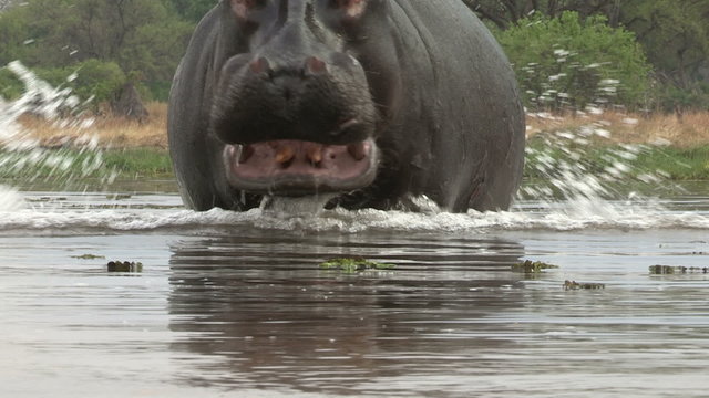 Bull hippo charging towards camera