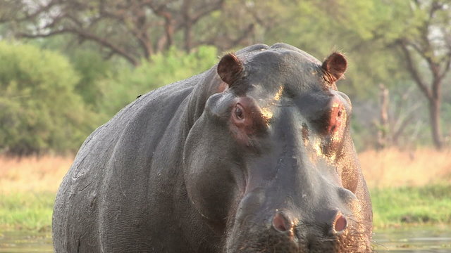 Bull hippo charging towards camera