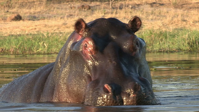 Bull hippo emerging from water and advancing threateningly towards camera