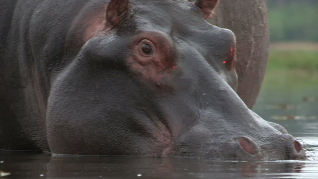 Bull hippo looking towards camera