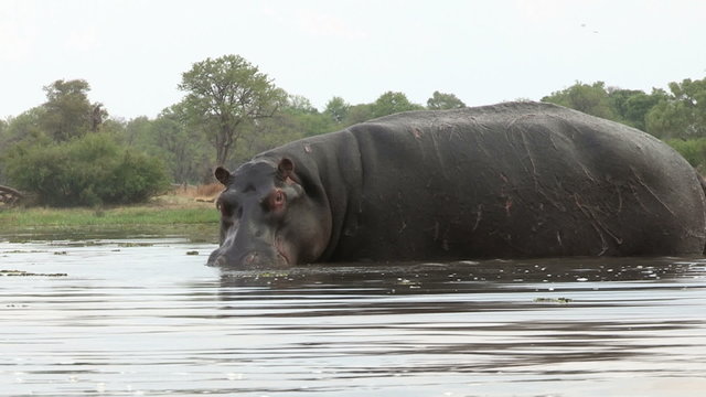 Bull hippo snorting and blowing air through nostrils