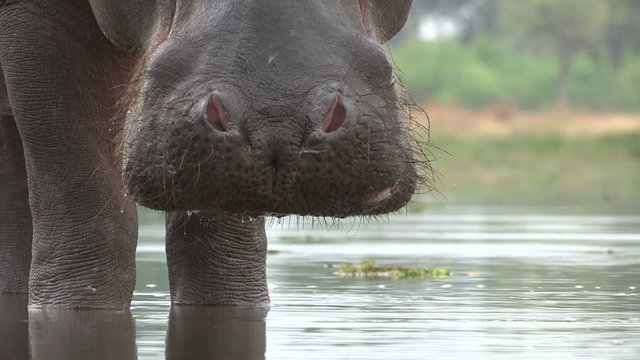 Close-up of bull hippo nostrils