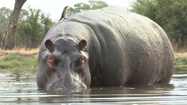 Bull hippo partially emerged from river