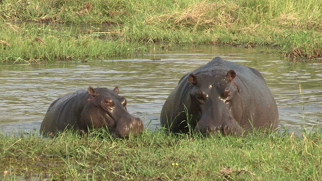 Hippo cow and calf feeding on shoreline