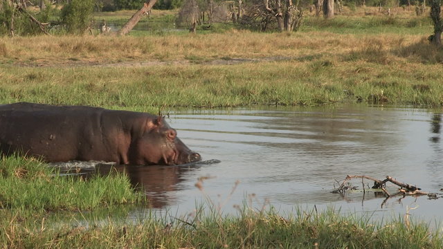 Partially submerged hippo walking through water