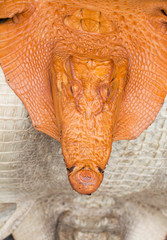 crocodile leather