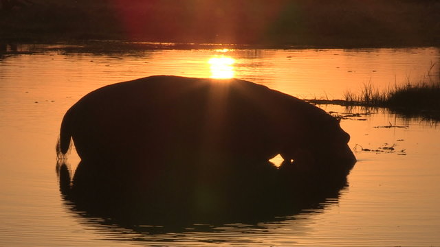 Hippo silhouette in the orange water of the Okavango at sunset