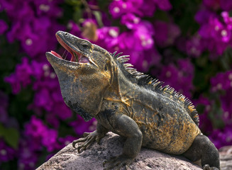 Green Iguana (Iguana iguana) sunning on a rock