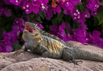 Green Iguana (Iguana iguana) sunning on a rock