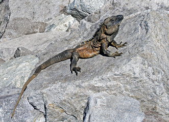 Black Spinytail Iguana ( Clensouara similis) sunning on a rock © geraldmarella