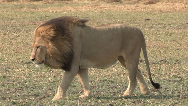 Magnificent male lion walking across the plains