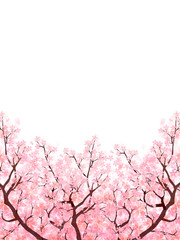 桜　春　花　背景