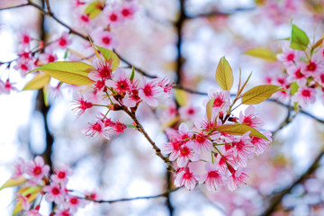 sakura of thailand
