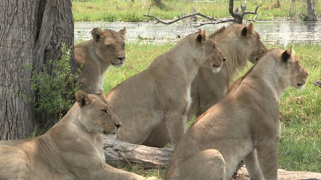Pride of lions looking attentively at prey