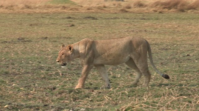 Lioness walking across open savannah