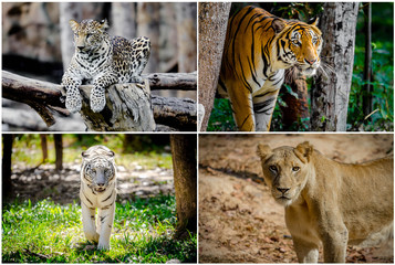 Different lion, tiger, white , yellow collage in the zoo