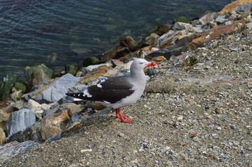 Gaviota