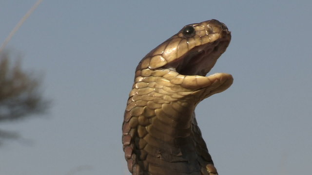 Snouted cobra with spread hood in aggressive posture