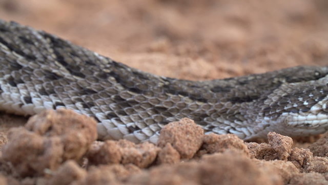 Close-up of puff adder face showing flickering tongue