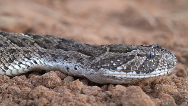 Close-up of puff adder face moving left to right through picture