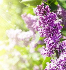 Purple lilac bush blooming