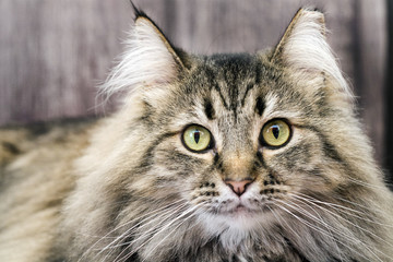Black and white maine coon cat