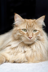 Orange Maine Coon cat on black 