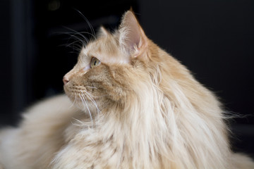 Orange Maine Coon cat on black 