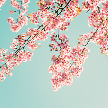 Nature background of beautiful sakura pink flower in spring - vintage pastel color filter
