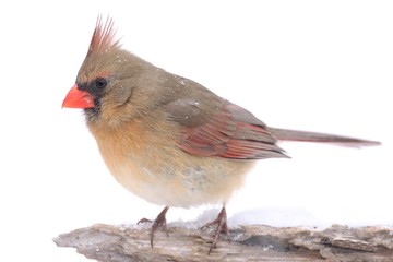 Female Cardinal on White