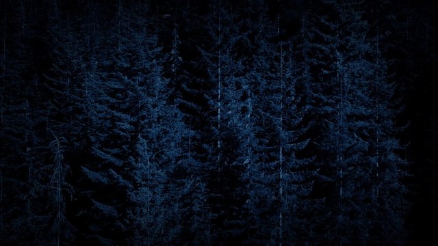 Aerial Over Dense Forest In The Dark