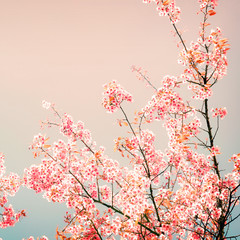 Fototapeta premium Nature background of beautiful cherry pink flower in spring - vintage pastel color filter