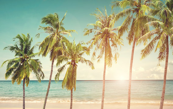 Coconut palm tree on seaside beach at summer season