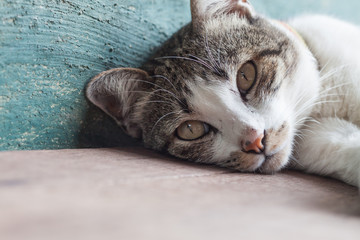 Obraz premium Thai cat lying down in garden home