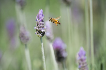 La abeja se acerca volando a su miel.