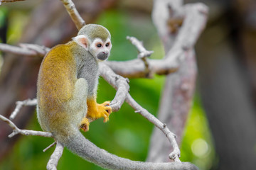 Squirrel Monkey small