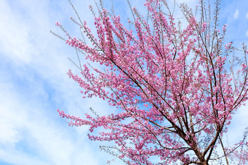 Wild Himalayan Cherry in Thailand