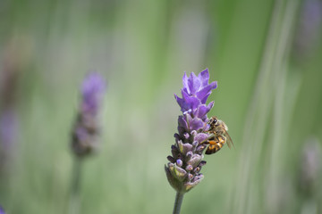 La abeja prueba el dulce del polen.
