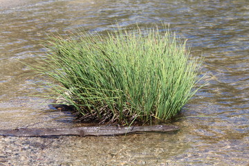 Green Grass At Lake Shoreline  