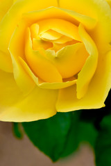Yellow rose