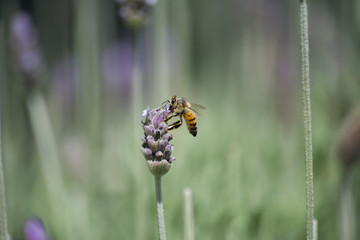 La abeja se aferra a la flor para comer.