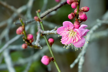 Japanese plum blossoms