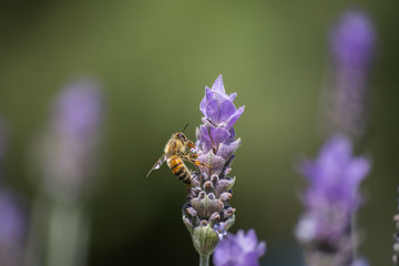 la abeja saboreando su alimento.