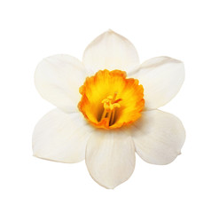Flower magnificent narcissus flower head isolated on white background - obrazy, fototapety, plakaty