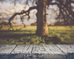 Blurred Tree with Sunlight in the Forest