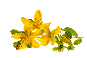 St. John's Wort flowers