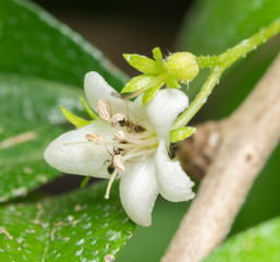 white flower with ants

