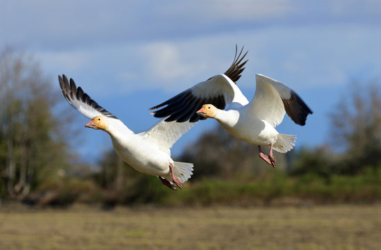 Two Snow Geese in Flight, blue sky background, British Columbia, Canada